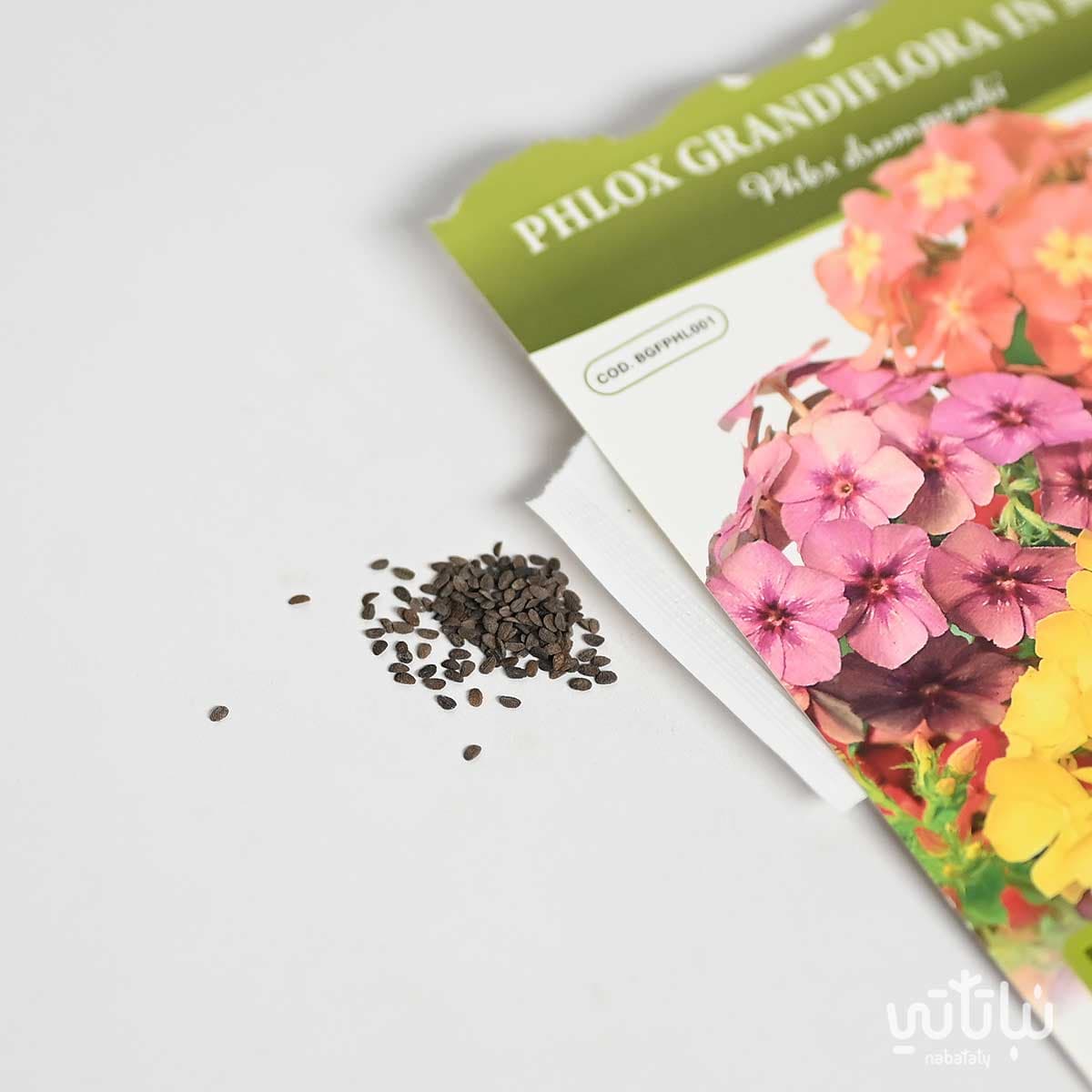 Phlox Seeds 2