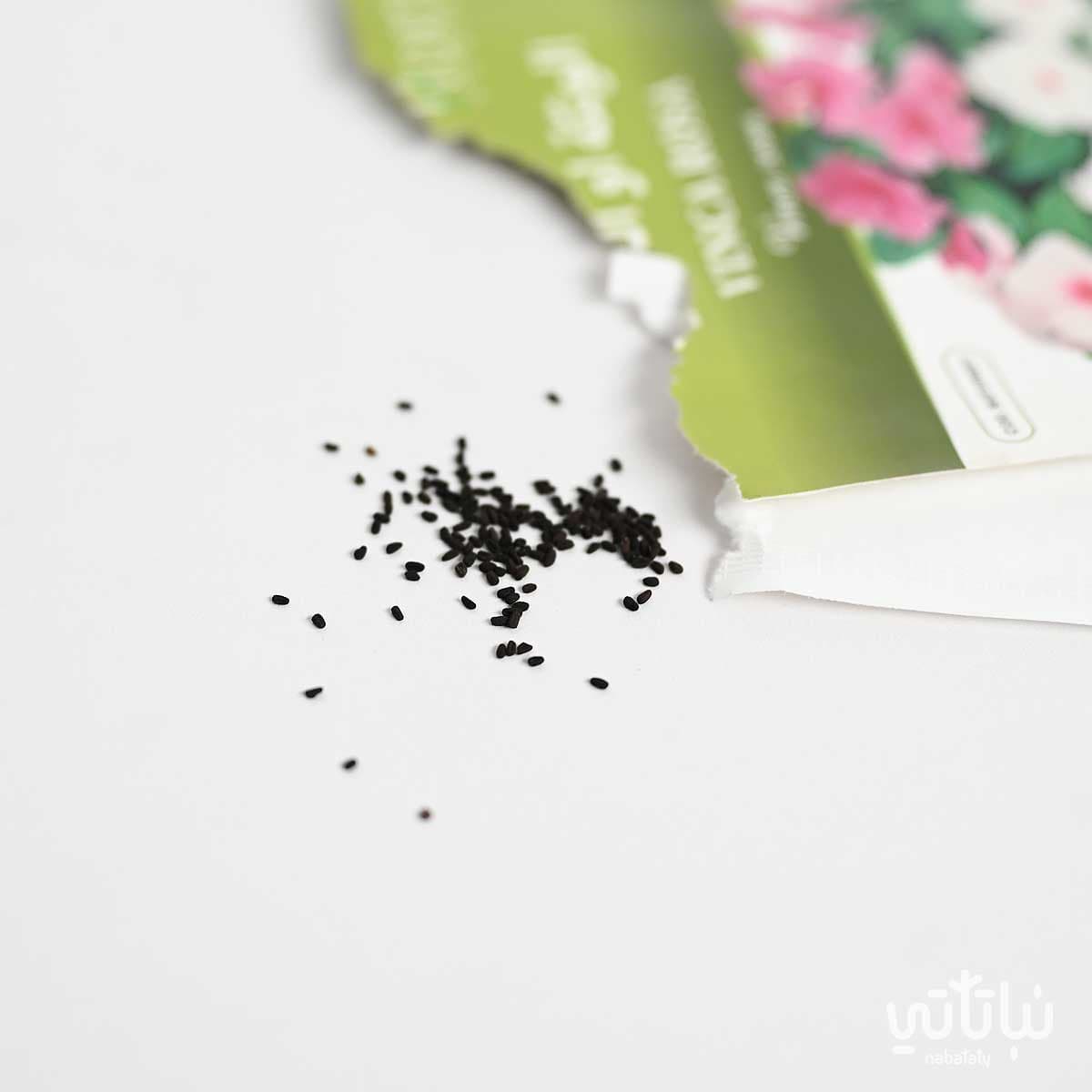 Vinca rosa Seeds 2
