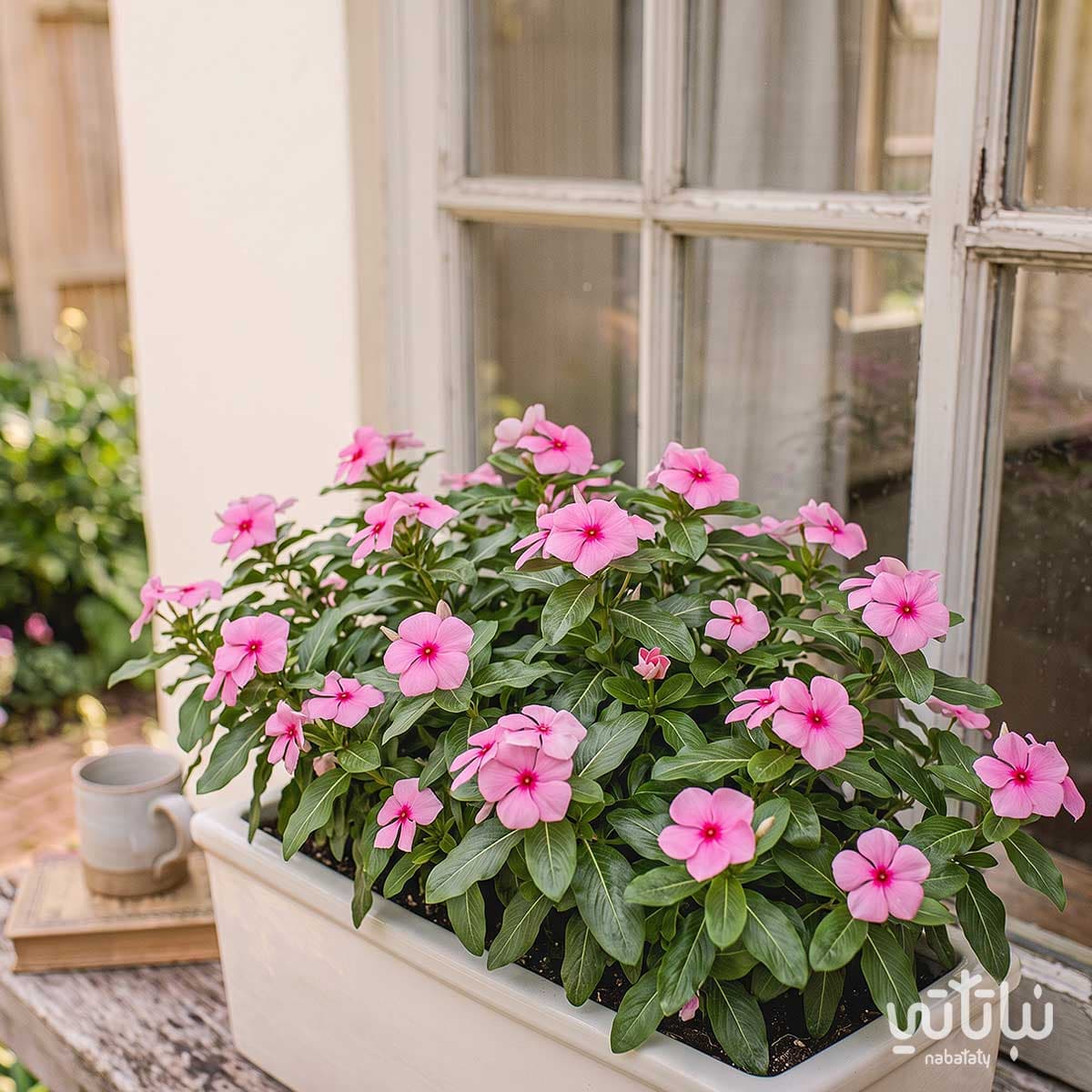 Vinca rosa Seeds 3