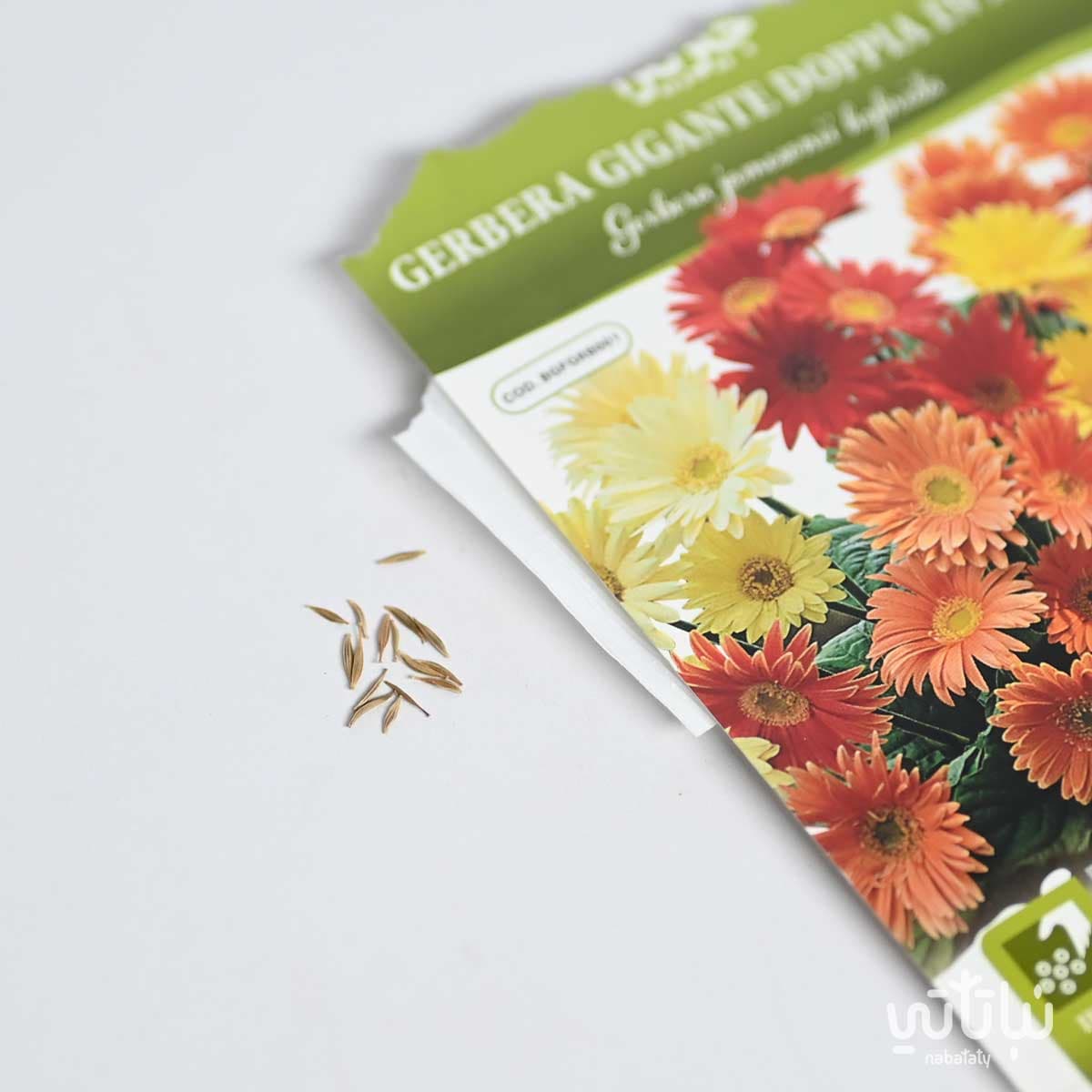 Gerbera Seeds 2