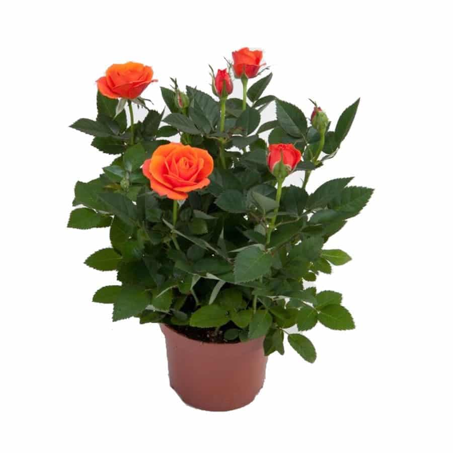 Orange indoor rose plant