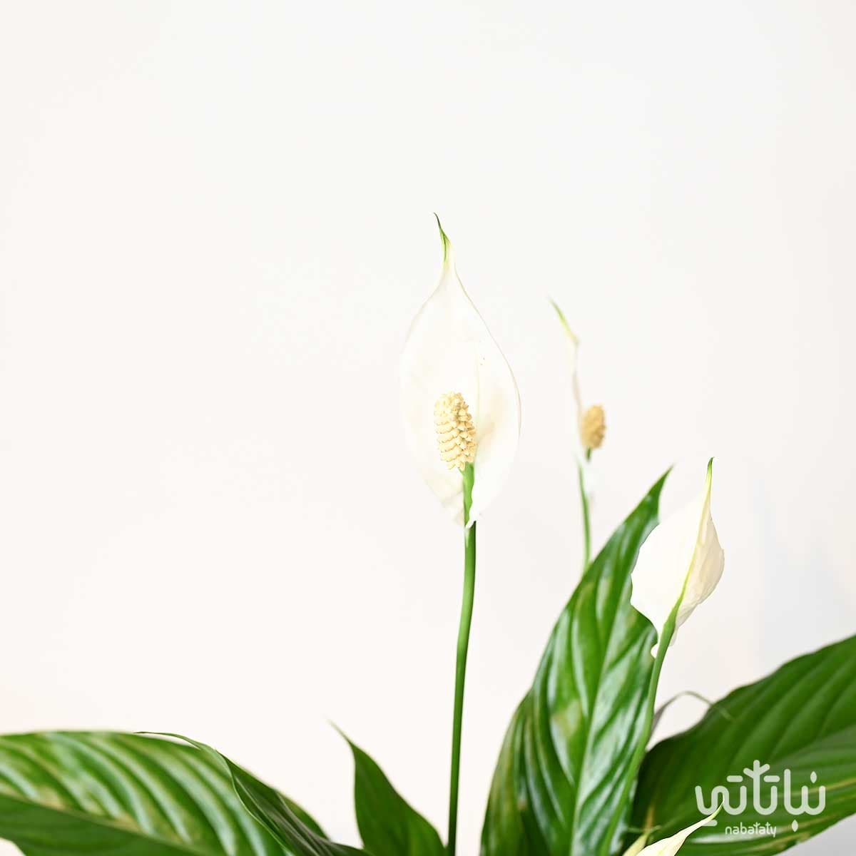 نبتة الاشرعة البيضاء صغيرة 2