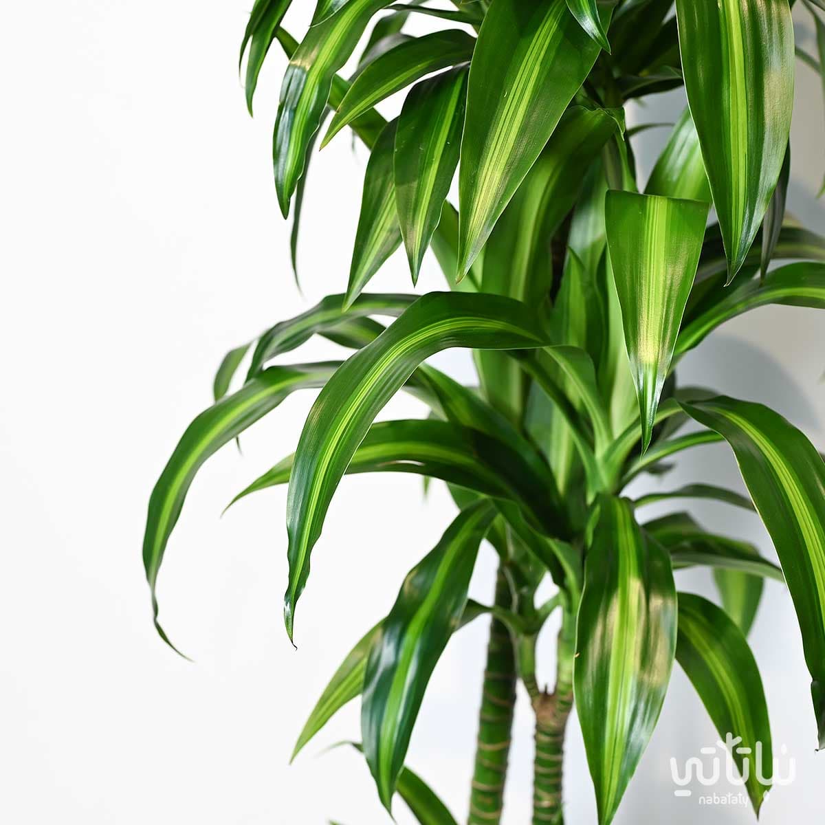 Dracaena Hawaii 3 legs 130cm 2