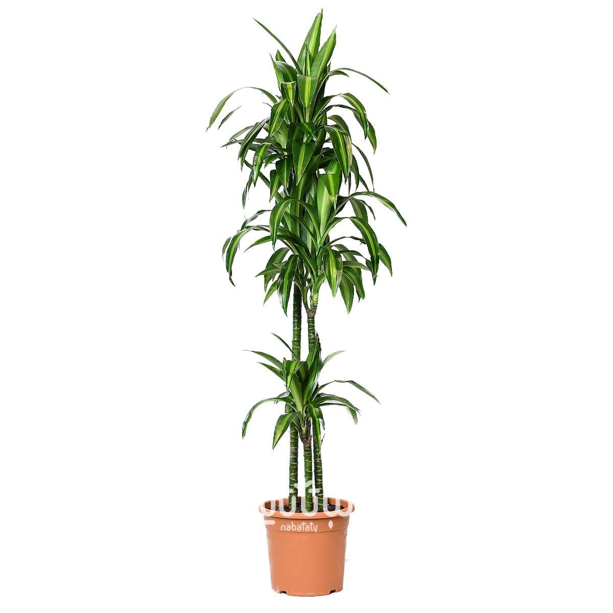 Dracaena Hawaii 3 legs 130cm 1