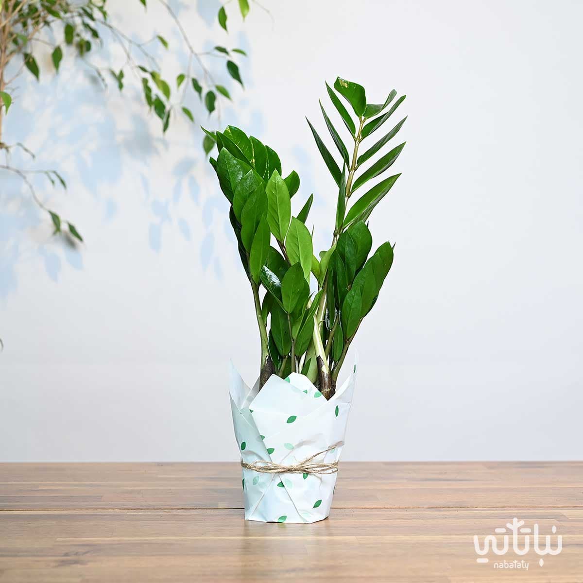 Zamia 3