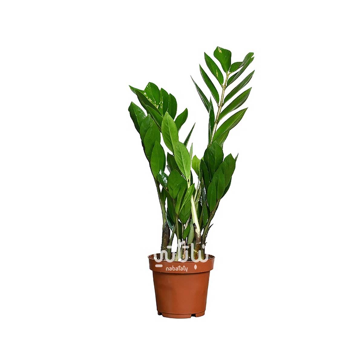 Zamia 1