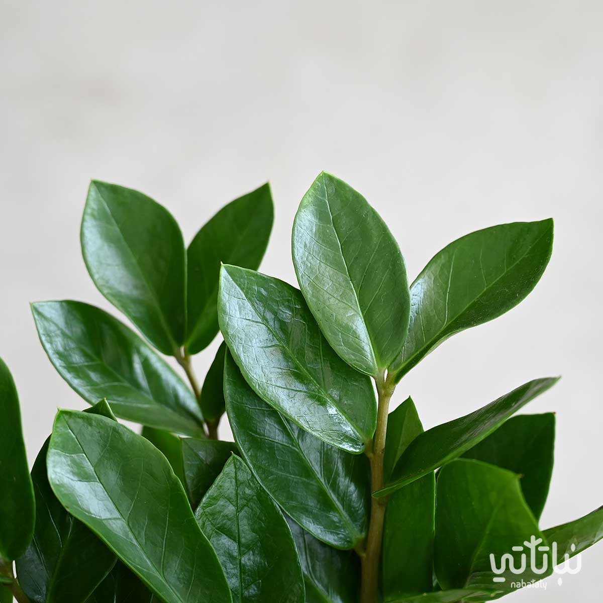 نبتة زاميا 2