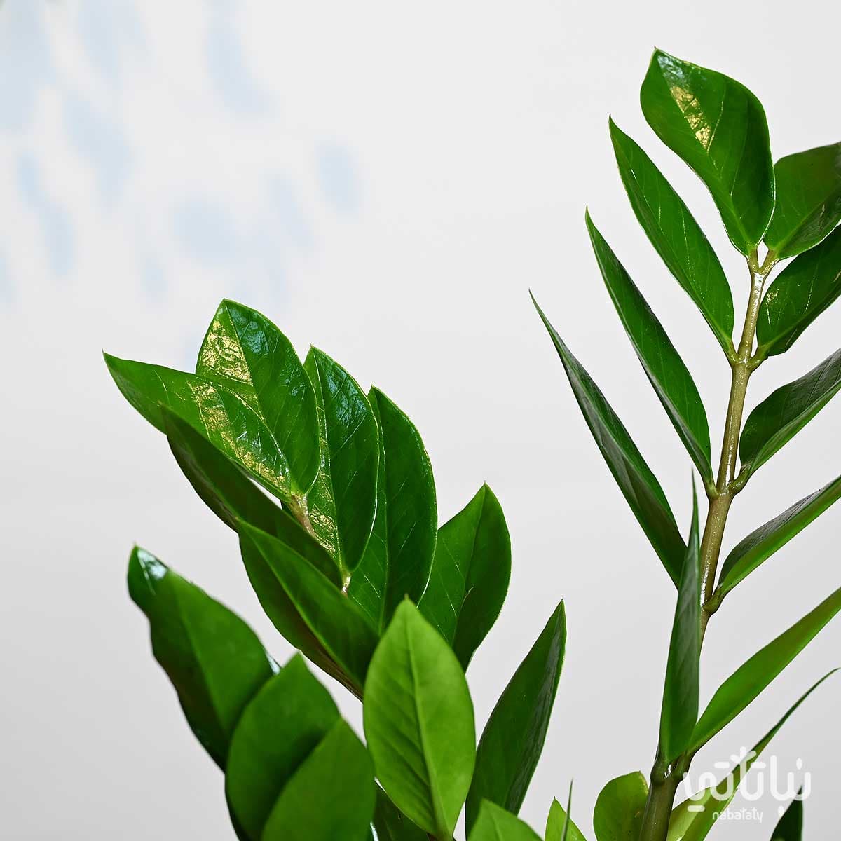 Zamia 2