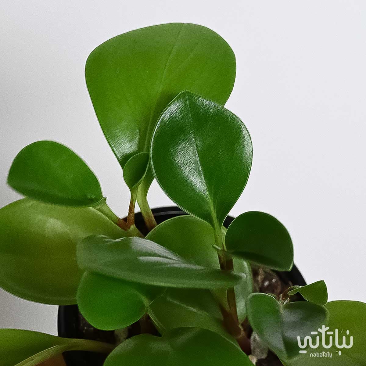 ببروميا صغيرة 2