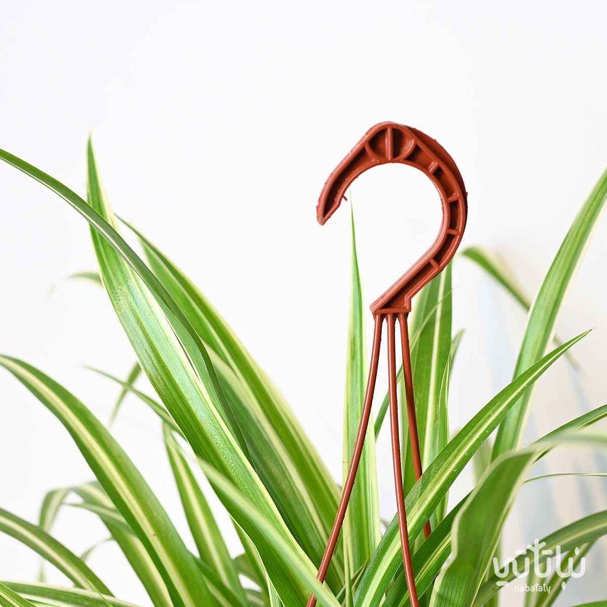 نبتة العنكبوت في حوض معلق 2