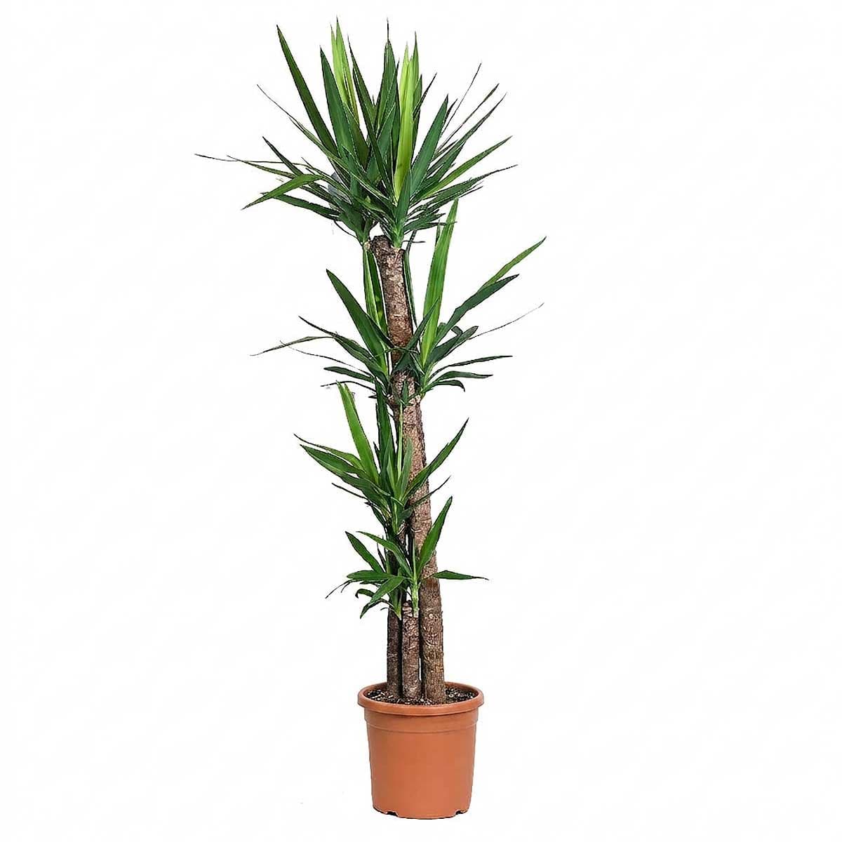 Yucca 4 legs 150 cm 1