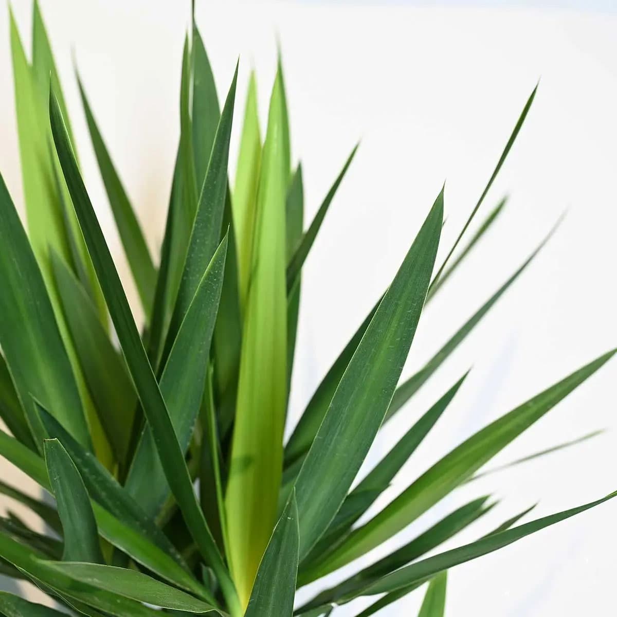 Yucca 4 legs 150 cm 3