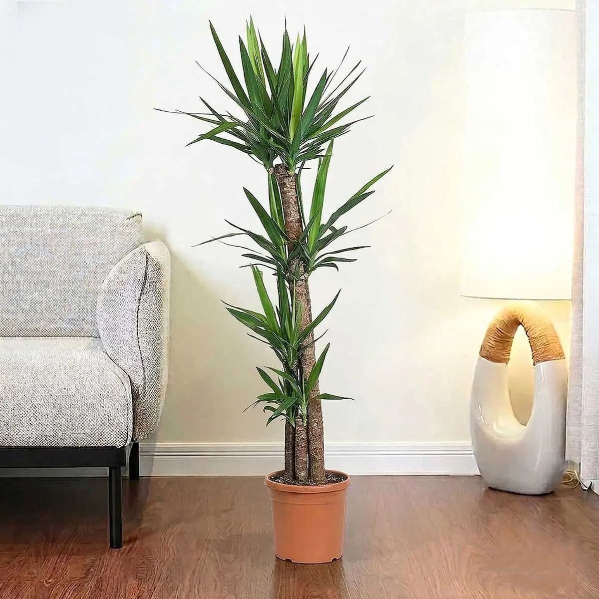 Yucca 4 legs 150 cm 2