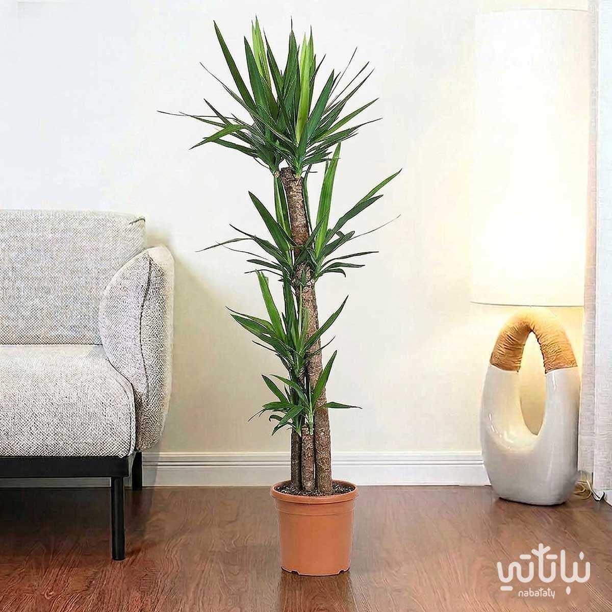 Yucca 4 legs 150 cm 2