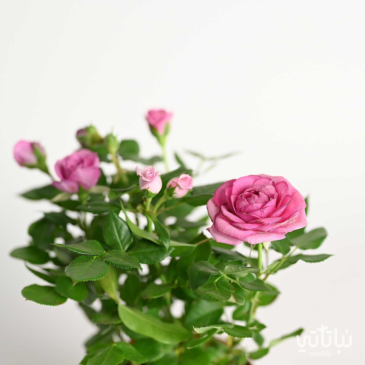 Pink indoor rose plant 2