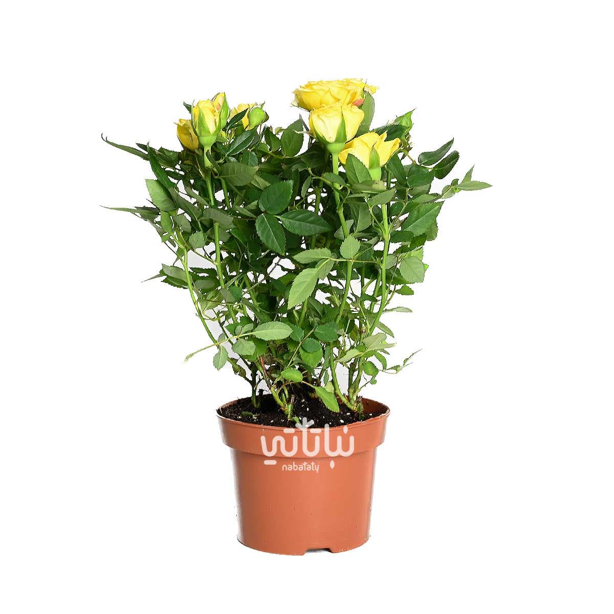 Yellow indoor rose plant 1