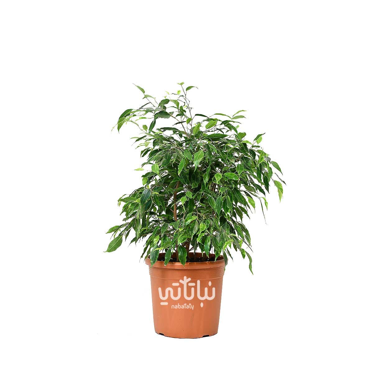 Ficus Benjamina Anja Plant