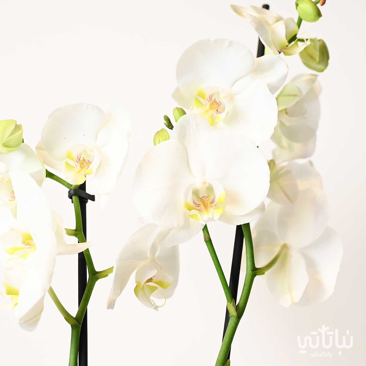 نبتة اوركيد ابيض 2