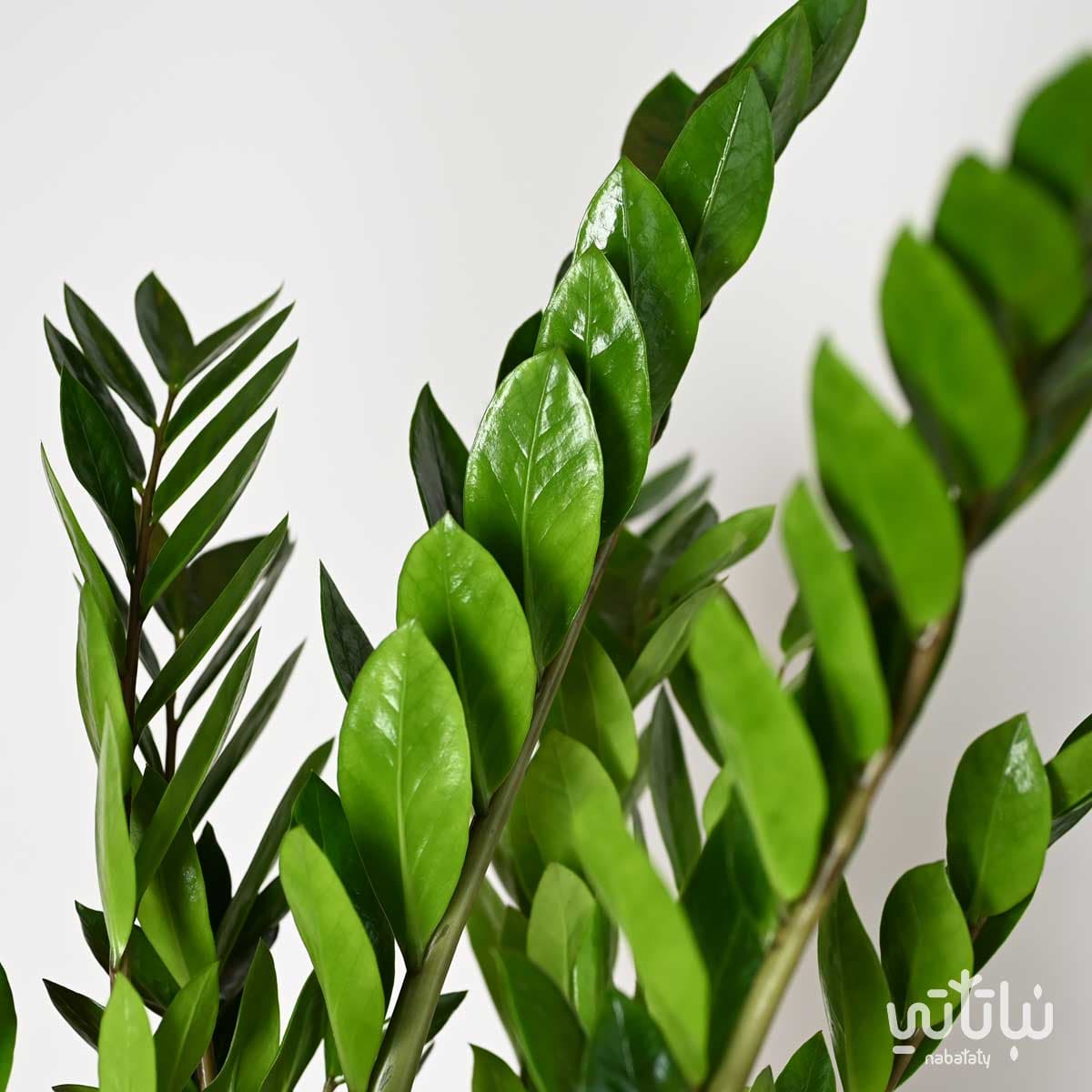 نبتة زاميا كبيرة 2