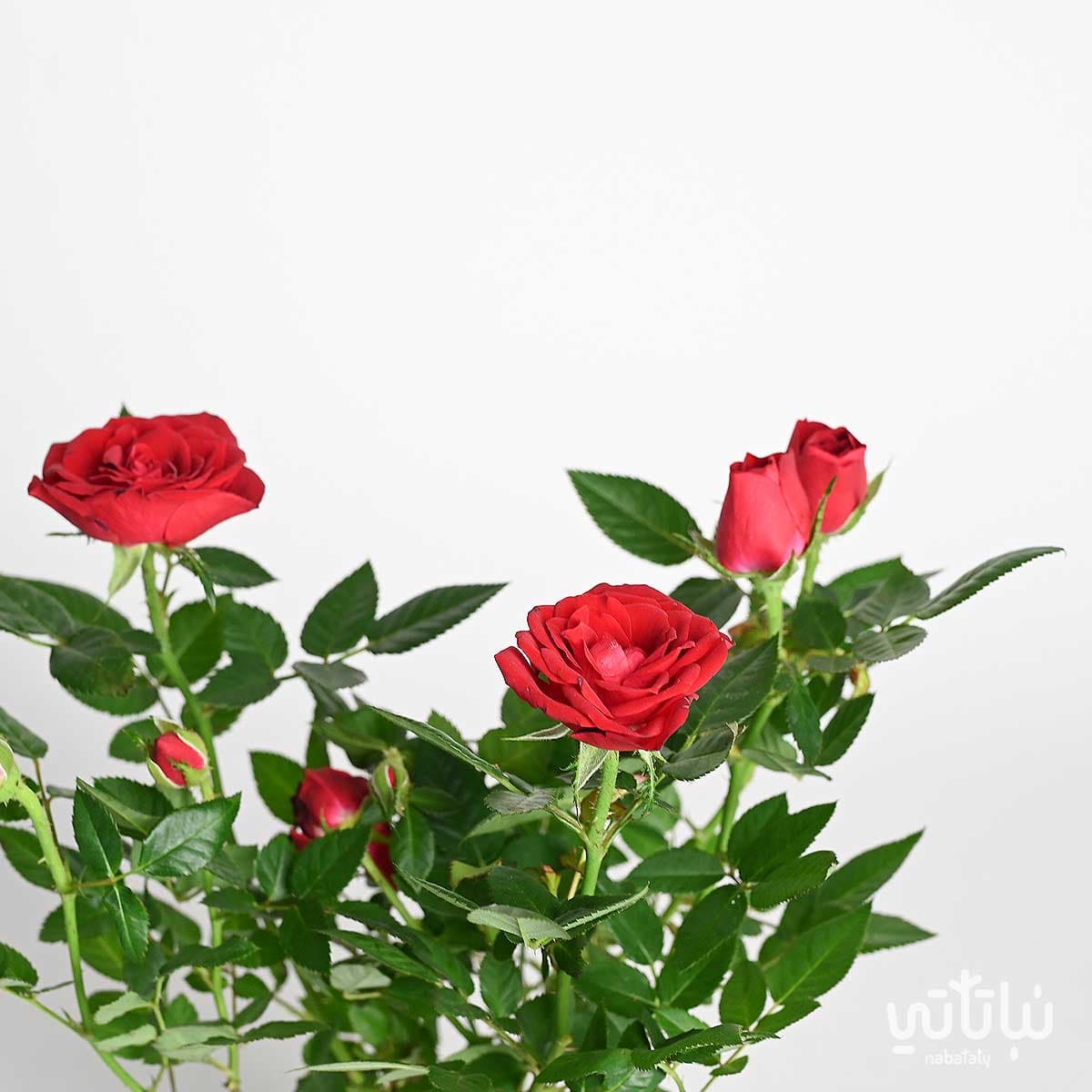 Red indoor rose plant 2