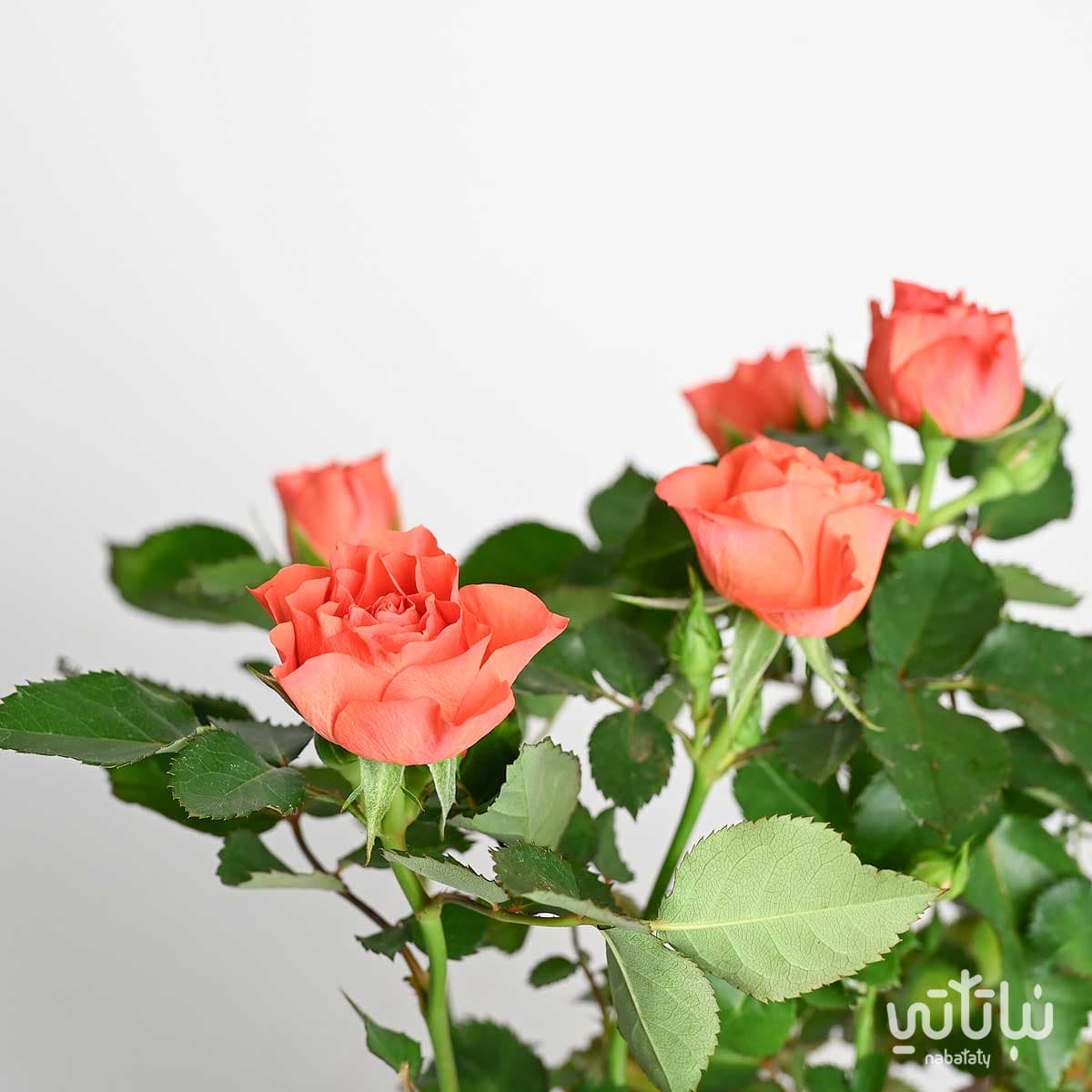 Orange indoor rose plant 2