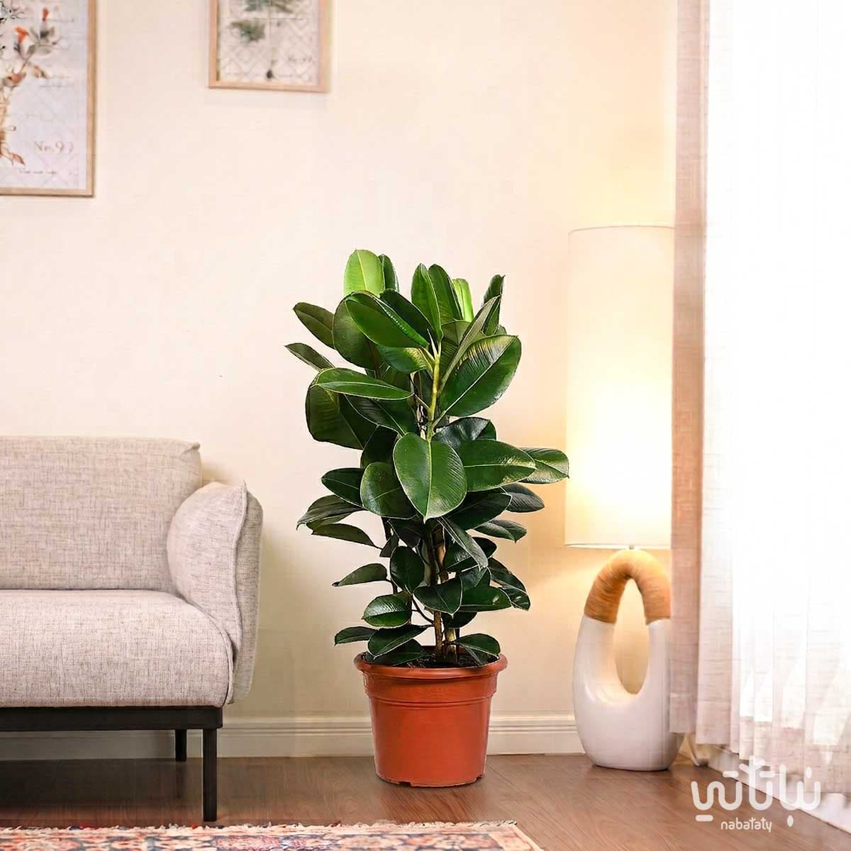 Ficus Elastica Large 3