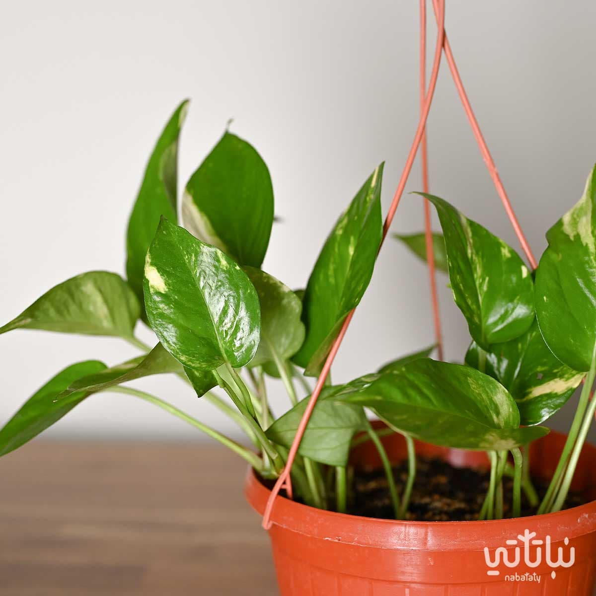 نبتة بوتس في حوض معلق 2