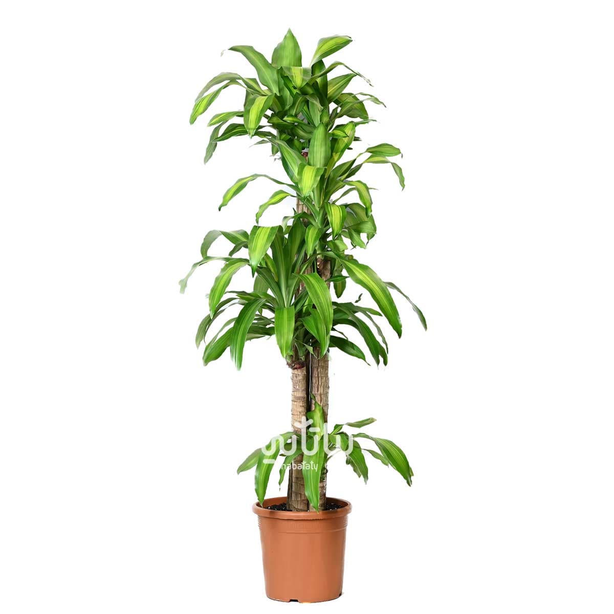Dracaena Massangeana Plant 4 Stems 150 cm