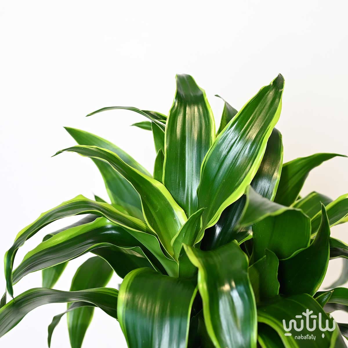 glücksfeder abschneiden Glücksfeder | Zamioculcas zamiifolia