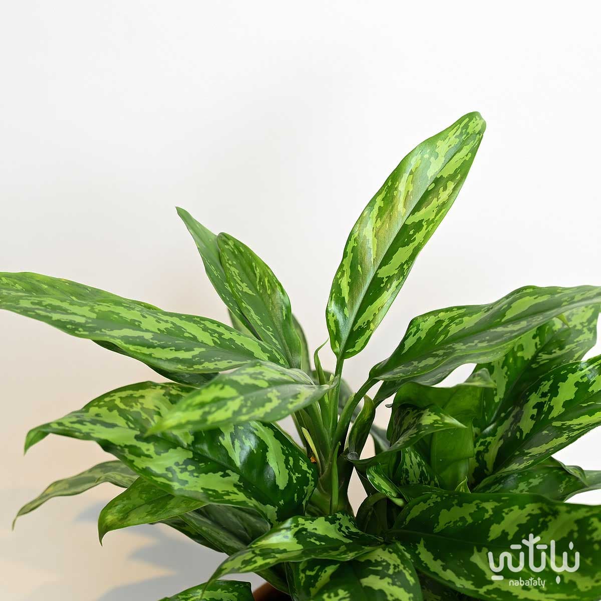 نبتة اجلونيما ماريا كبيرة 2