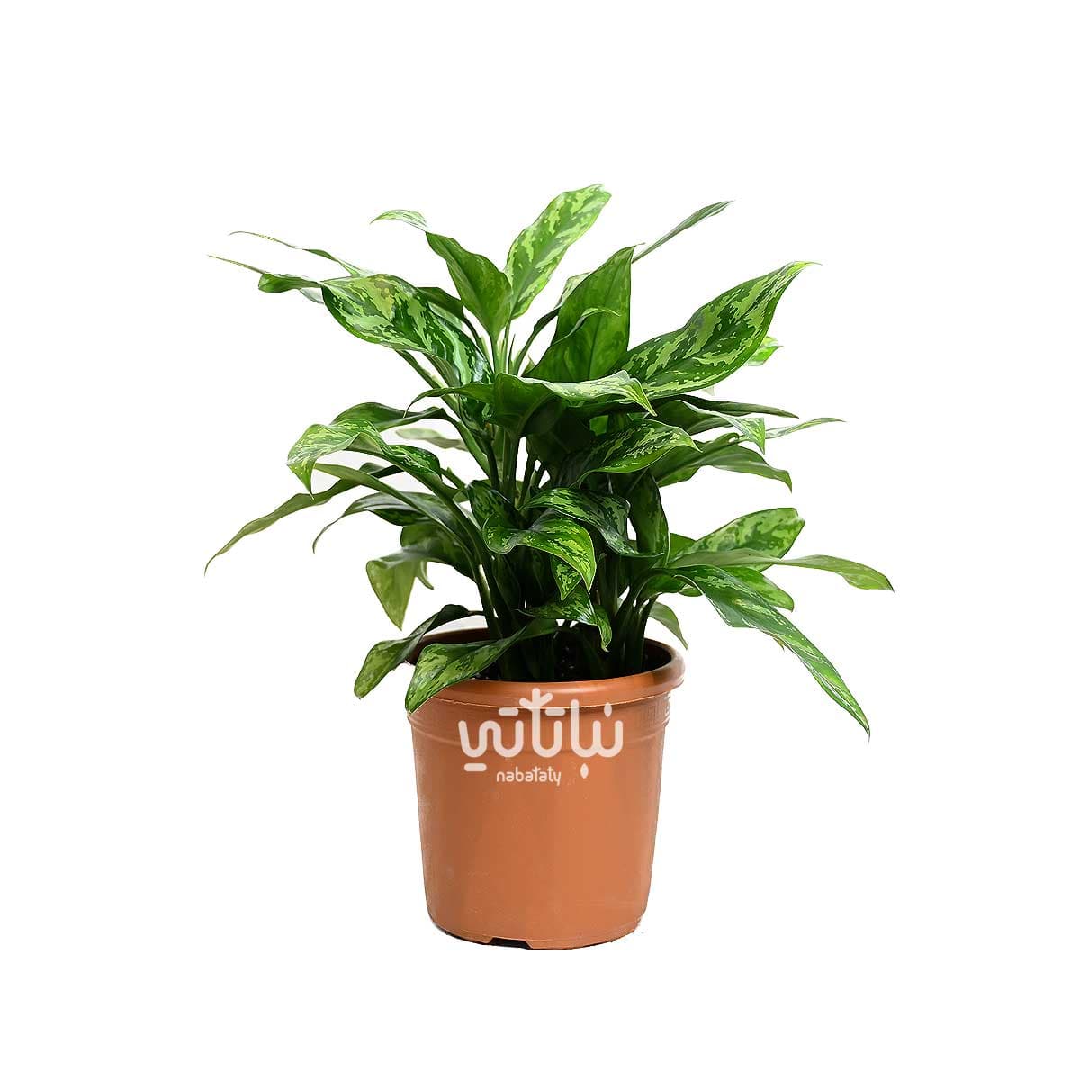 نبتة اجلونيما ماريا كبيرة 1