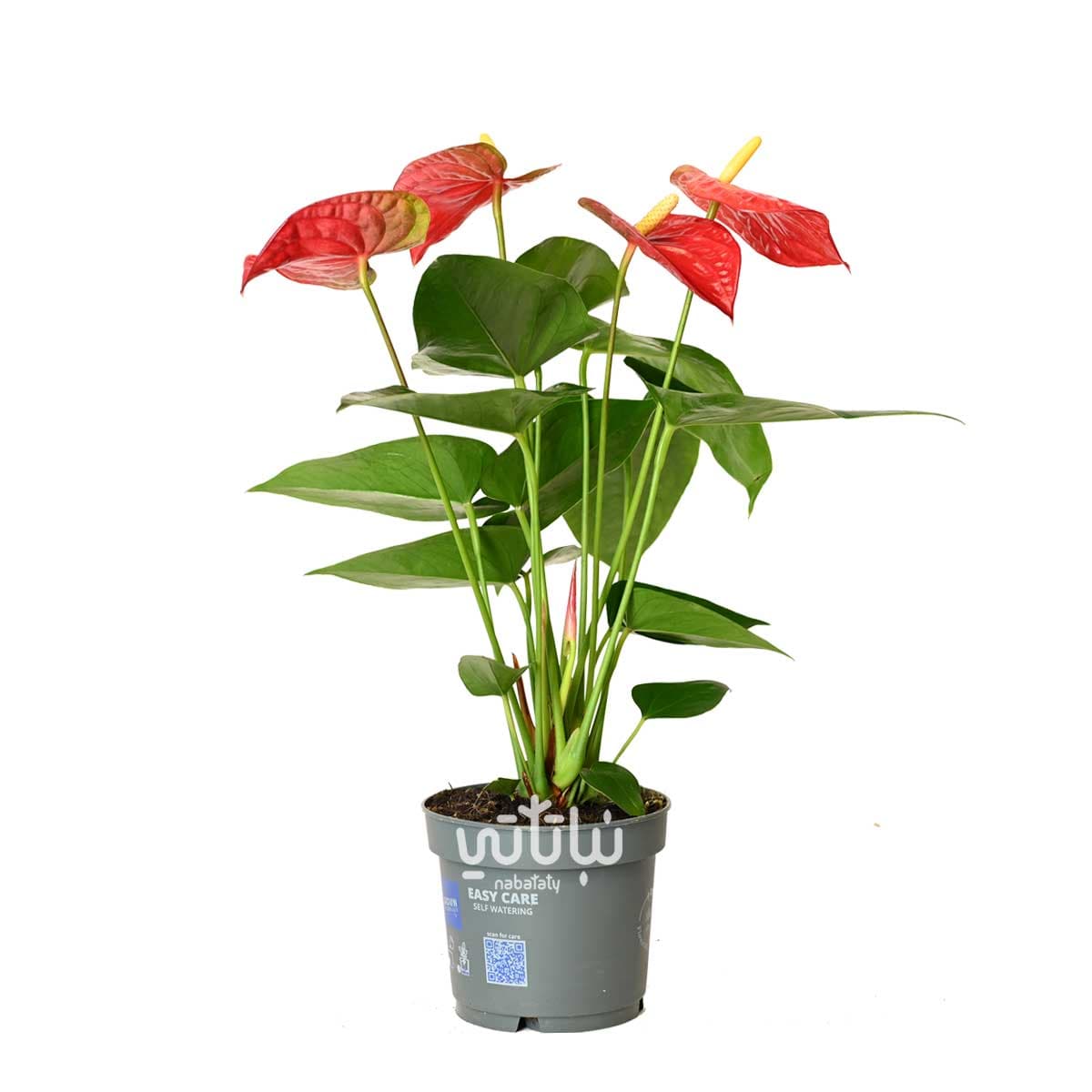 نبتة انتوريوم احمر