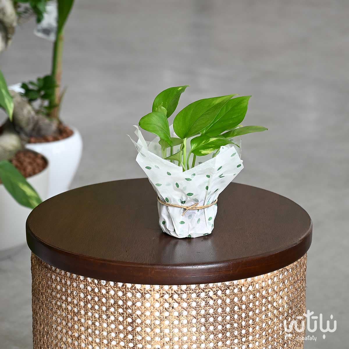 نبتة بوتس صغيرة 1