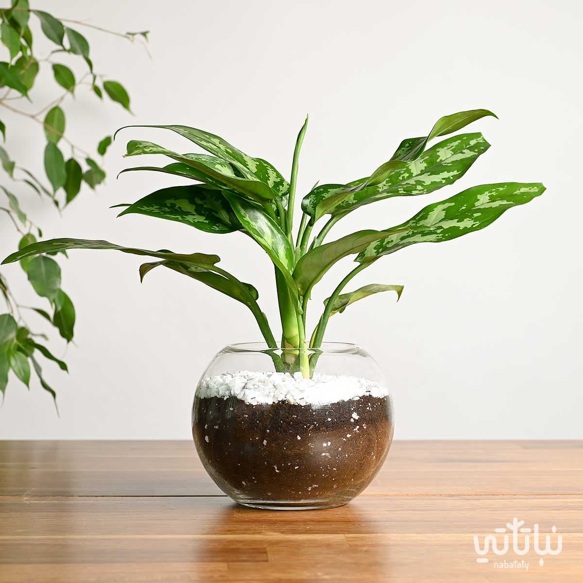 اجلونيما في اصيص زجاجي دائري 1