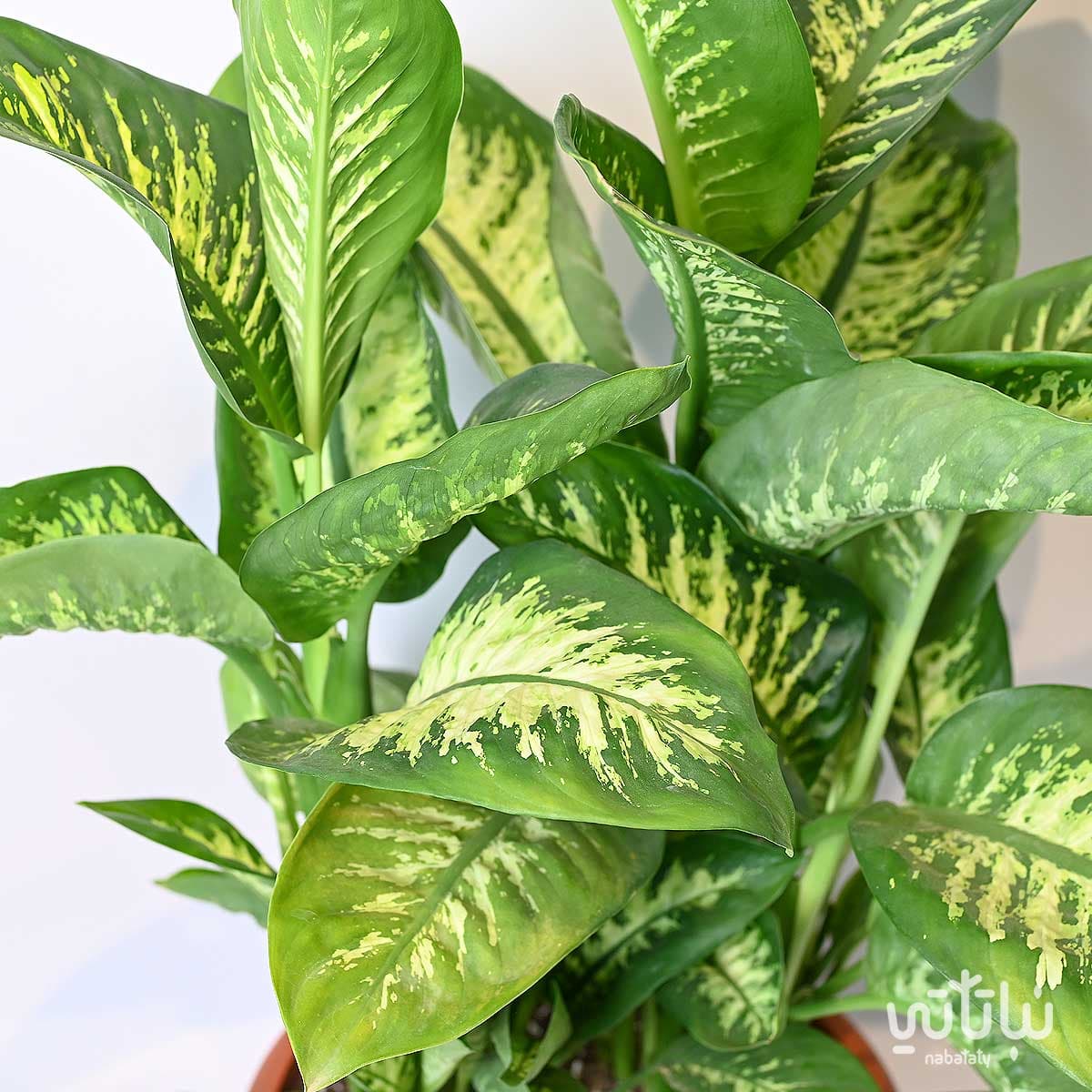 Dieffenbachia Large 2