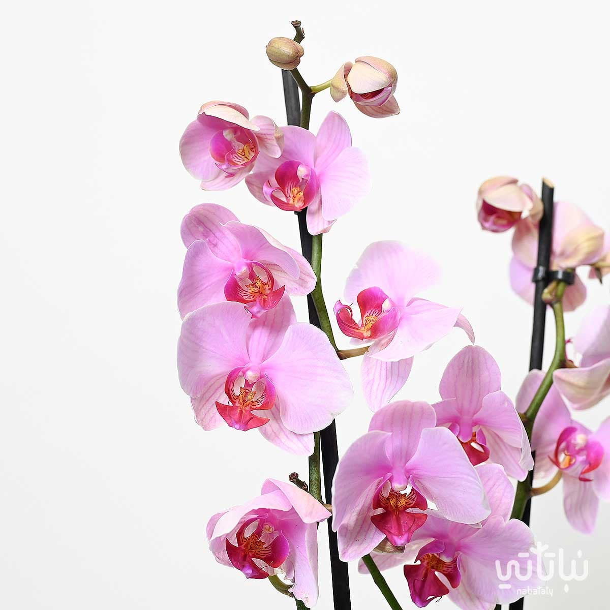 نبتة اوركيد بنفسجي مع ابيض 2