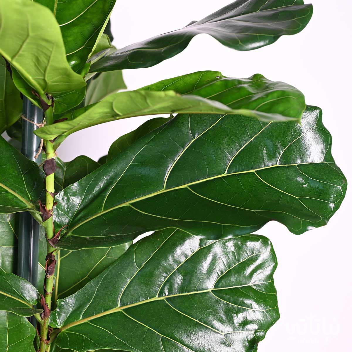 Ficus Lyrata Large 2