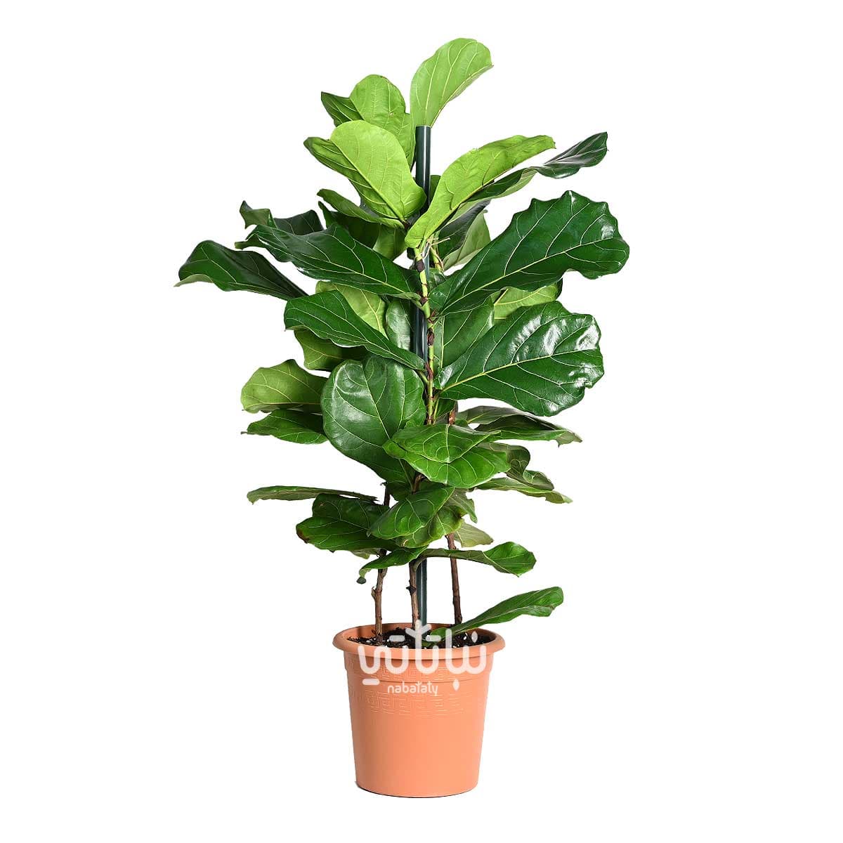 Ficus Lyrata Large 1