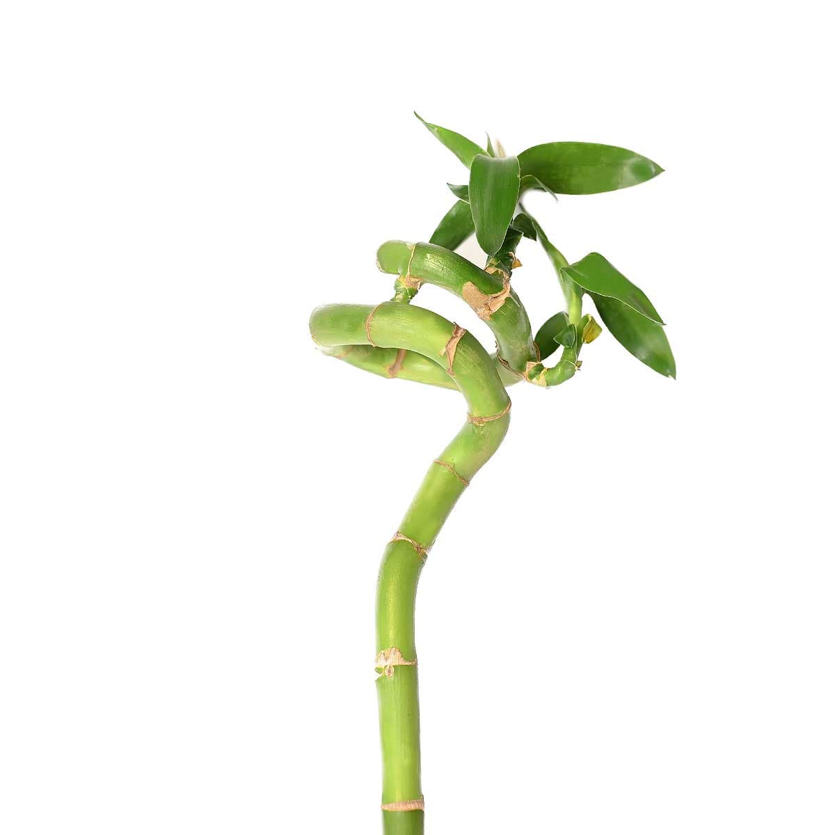 نبتة بامبو 90 سم 1