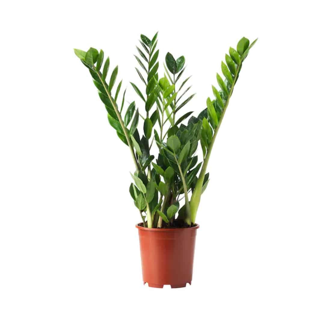 نبتة زاميا طويلة السيقان