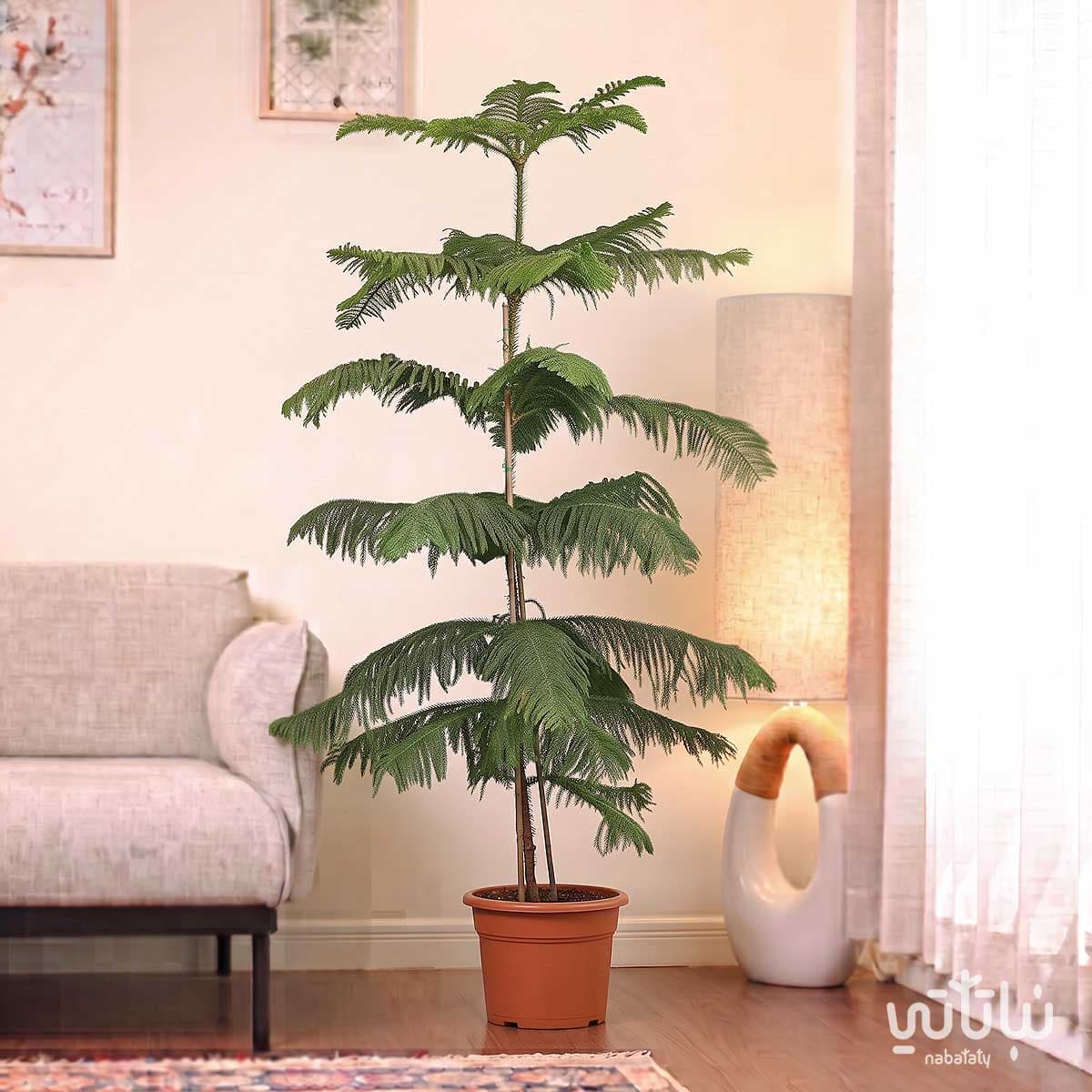 Large Araucaria Plant 3