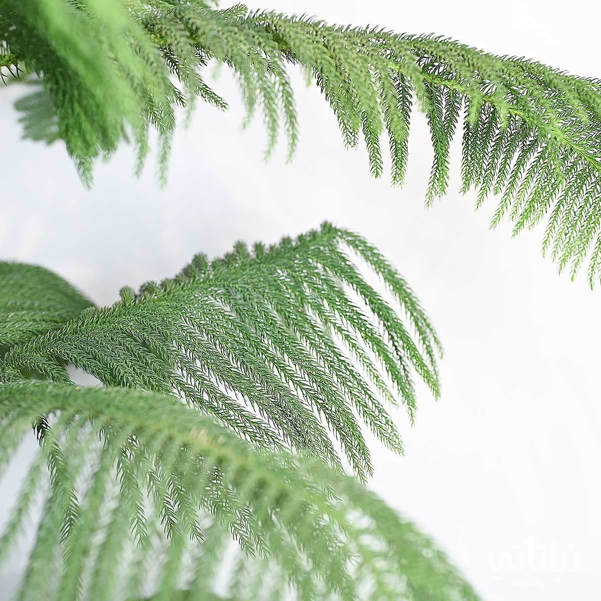 نبتة اروكاريا كبيرة 2