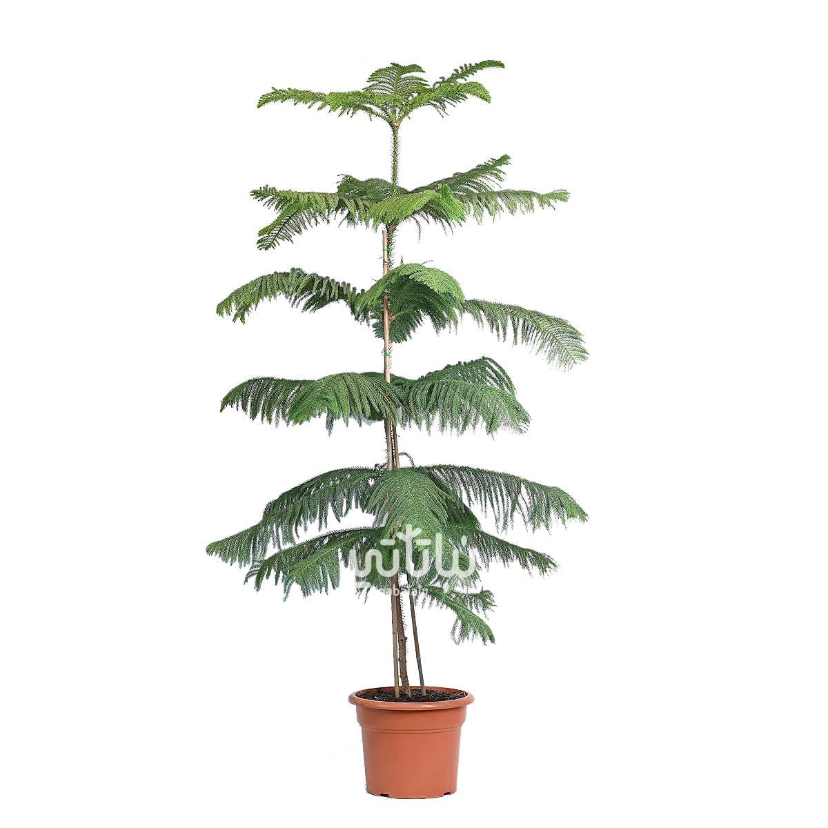 Large Araucaria Plant