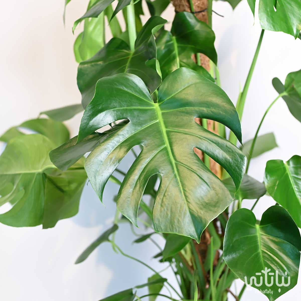 Large monstera - rib cage climber 2