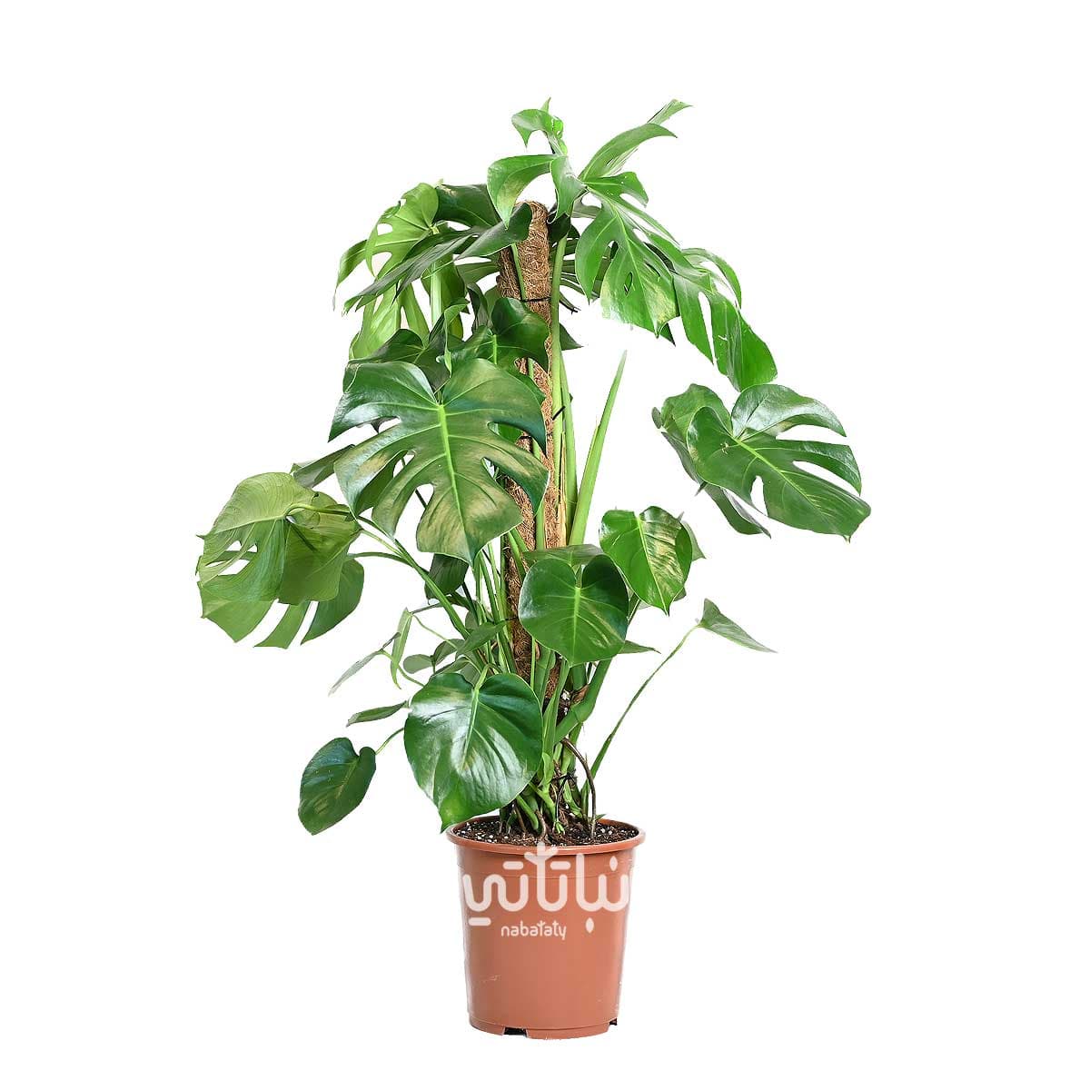 Large monstera - rib cage climber 1
