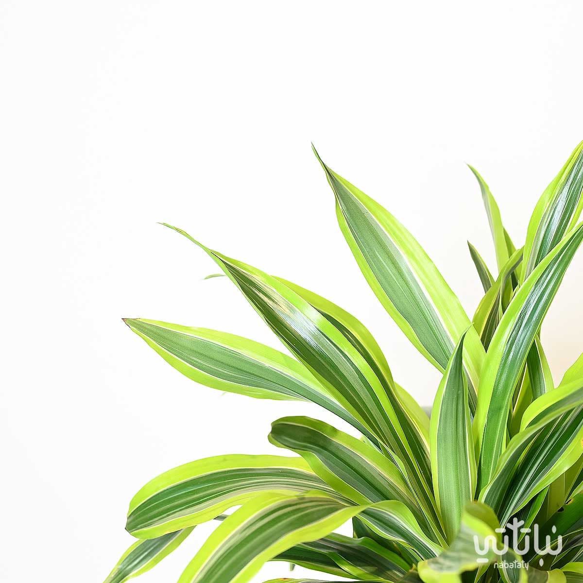 Dracena lemon lime 3 legs 120cm 2