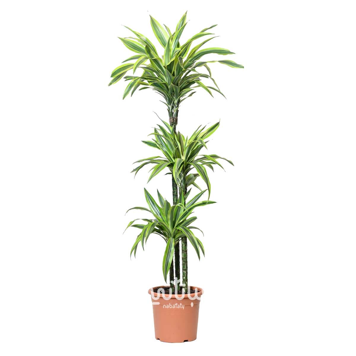 Dracena lemon lime 3 legs 120cm 1