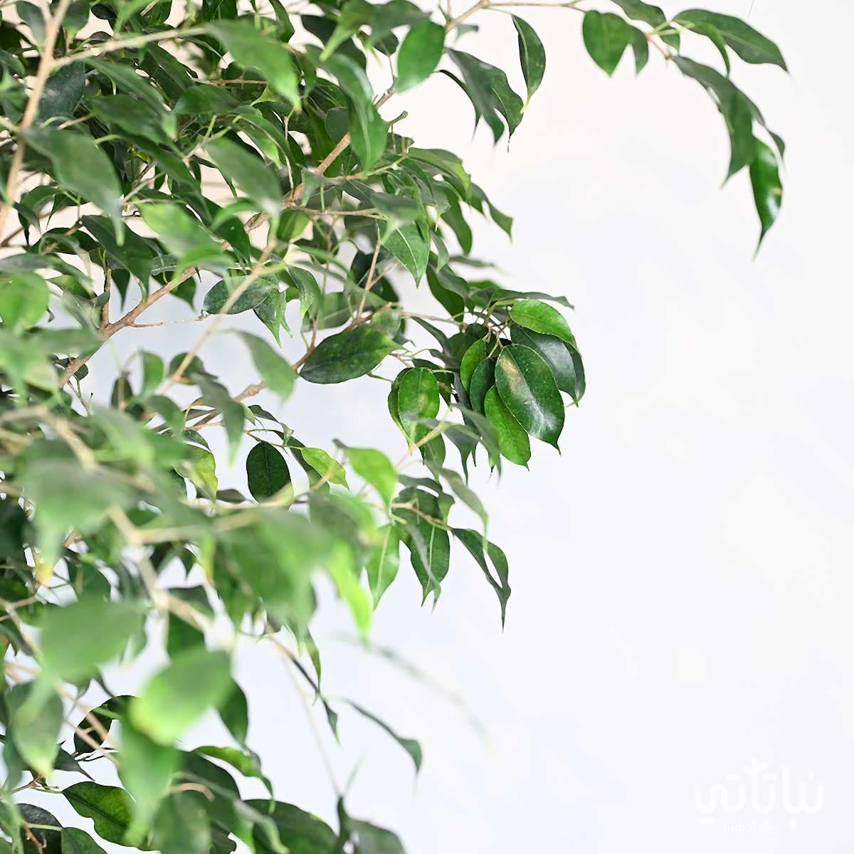 نبتة فيكس بنجامينا مجدولة الساق اخضر غامق كبيرة 2