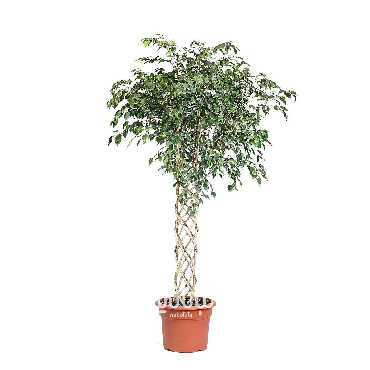 نبتة فيكس بنجامينا مجدولة الساق اخضر غامق كبيرة 1