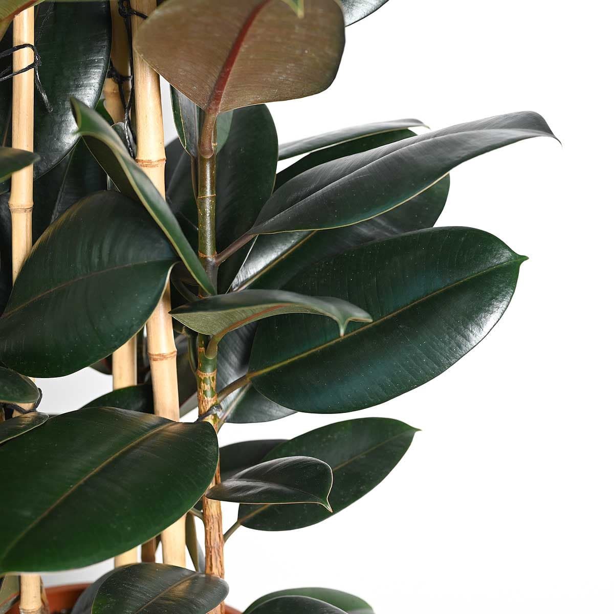Ficus Elastica Large dark 2